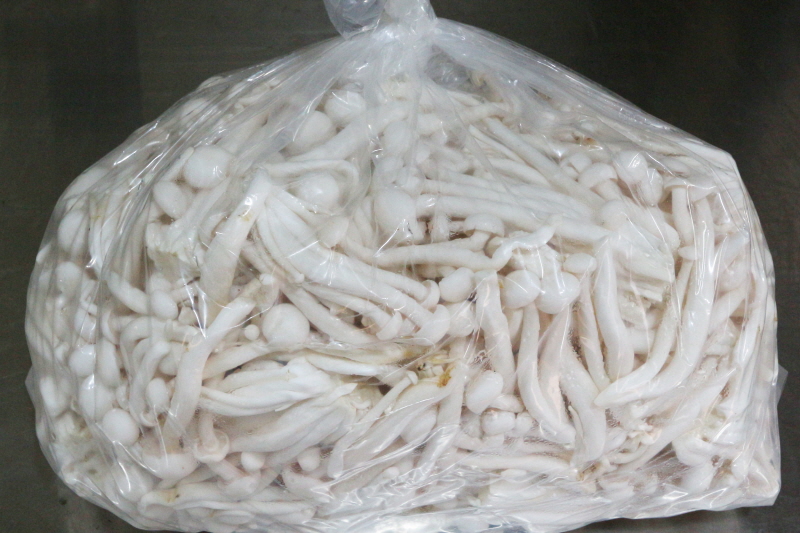 만가닥버섯