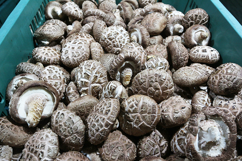 버섯 세척